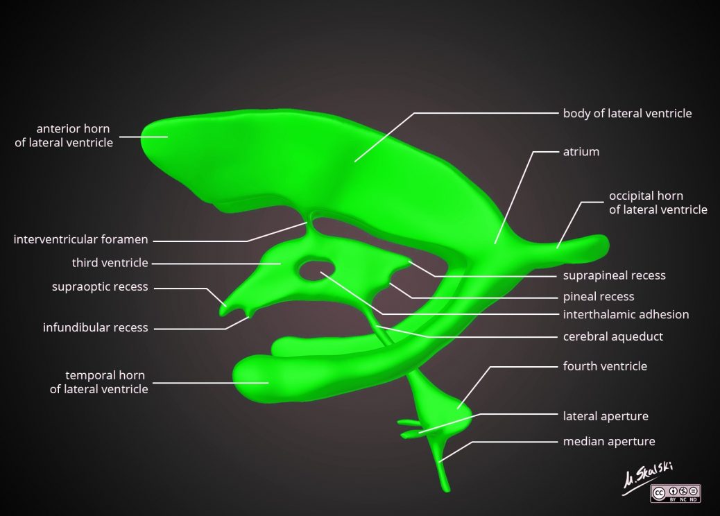 Fundamentals: The Anatomy of TBI - Neuroresus